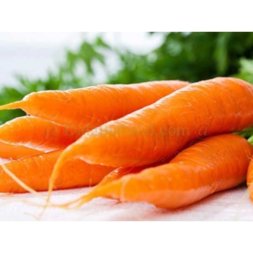 Cà rốt - Dalat Natural Foods - Công Ty Cổ Phần Chế Biến Thực Phẩm Đà Lạt Tự Nhiên